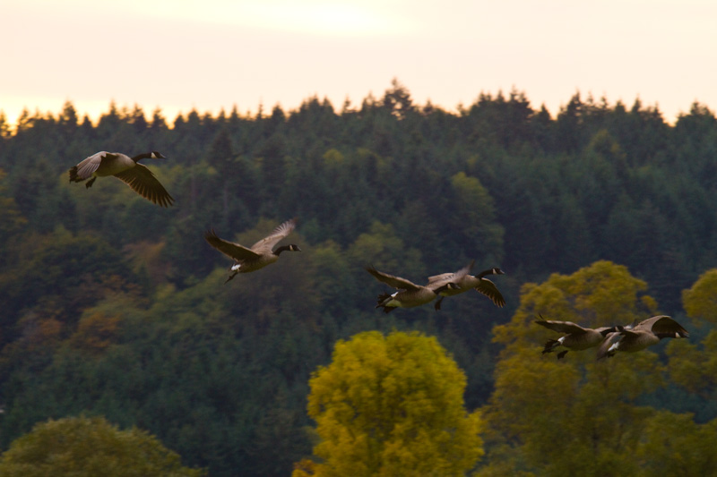 Canadian Geese In Flight